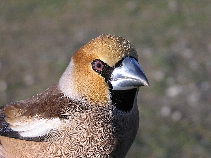 Hawfinch, Sundre 20070429